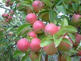 Malus domestica elma